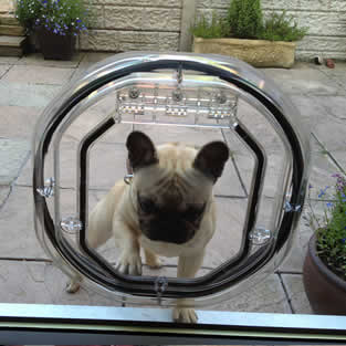 Dog Flap Installations Fallowfield