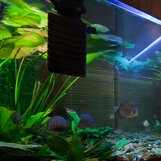 Fish Tank Glass Hayfield